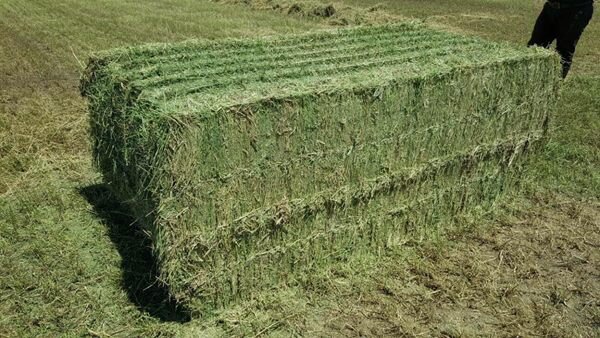 ضرورت تغییر الگوی ذخیره‌سازی یونجه در کشور