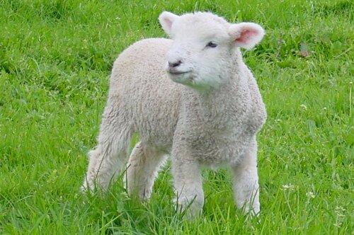 پروژه تولید شیر خشک اختصاصی بره‌ و بزغاله‌ در مراحل پایانی است