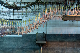 ۲۳۶۰ میلیارد ریال اعتبار برای مرغداران بوشهر