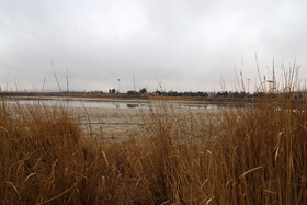  در ۸ مرداد ۱۴۰۱ اعلام شد که این نیلوفرهای احیاشده به‌ دلیل کم‌ آبی شدید و خشکی دریاچه دوباره از بین رفته‌اند.