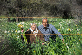 هشتمین جشنواره گل نرگس - کازرون