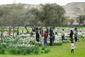 هشتمین جشنواره گل نرگس - کازرون