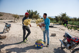 هشتمین جشنواره گل نرگس - کازرون