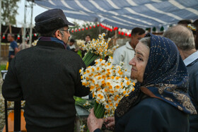 هشتمین جشنواره گل نرگس - کازرون