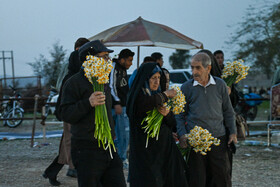 هشتمین جشنواره گل نرگس - کازرون