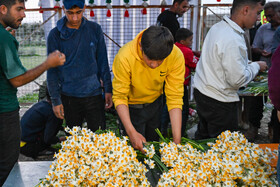 هشتمین جشنواره گل نرگس - کازرون