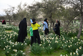 هشتمین جشنواره گل نرگس - کازرون