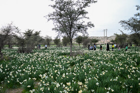 هشتمین جشنواره گل نرگس - کازرون