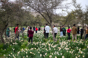 هشتمین جشنواره گل نرگس - کازرون