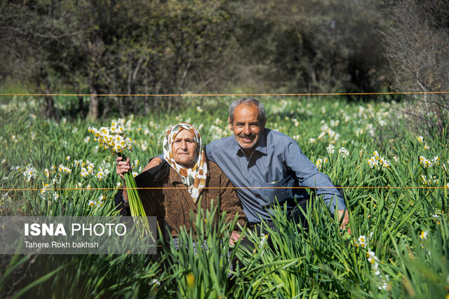 هشتمین جشنواره گل نرگس - کازرون