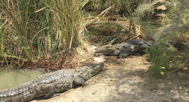 بازدید نمایندگان مجلس از سایت پرورش گاندو در چابهار