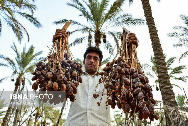 چرا سهم ایران از بازار جهانی خرما کاهش یافته است؟