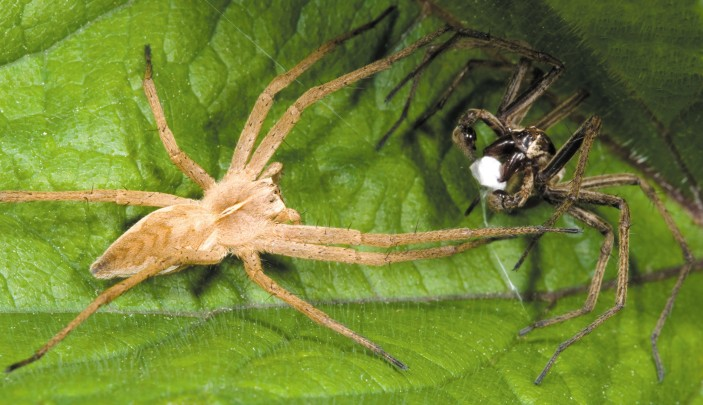 عجیب‌ترین آیین‌های عاشقی در قلمرو حیوانات