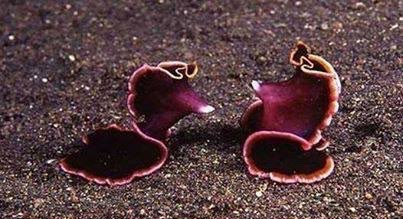 عجیبترین آیینهای عاشقی در قلمرو حیوانات