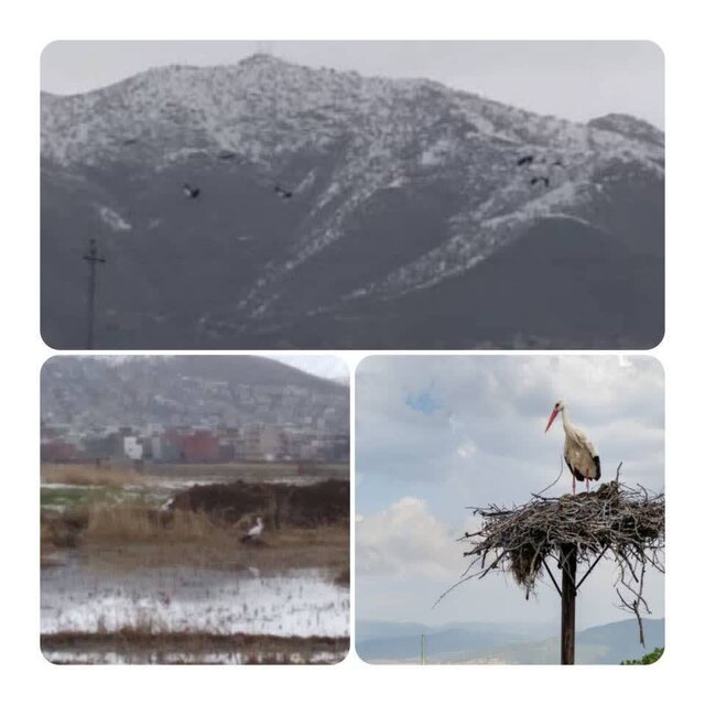 پرواز لک‌لک‌ها بر فراز زریبار/ بازگشت سفیدبالانِ بهار