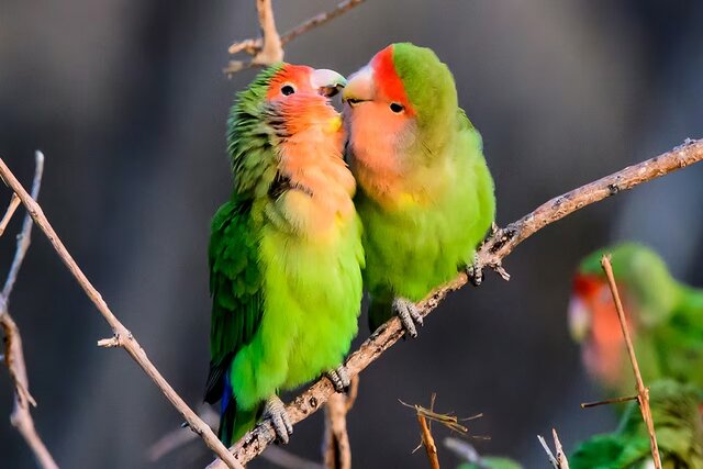 عجیب‌ترین آیین‌های عاشقی در قلمرو حیوانات