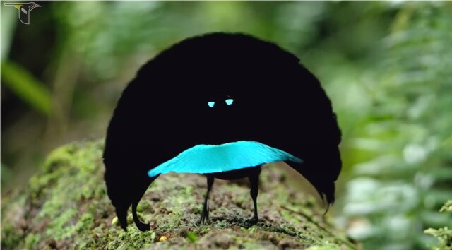 عجیب‌ترین آیین‌های عاشقی در قلمرو حیوانات