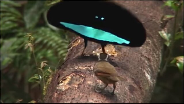 عجیب‌ترین آیین‌های عاشقی در قلمرو حیوانات