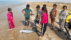 گزارشی از مرگ یک نوزاد گرازماهی در سواحل بوشهر