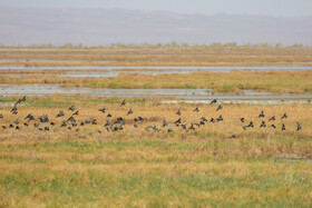 سرشماری پرندگان مهاجر در تالاب مره قم
