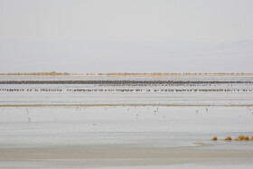 سرشماری پرندگان مهاجر در تالاب مره قم