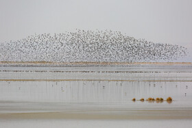 سرشماری پرندگان مهاجر در تالاب مره قم