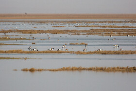سرشماری پرندگان مهاجر در تالاب مره قم