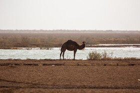 سرشماری پرندگان مهاجر در تالاب مره قم