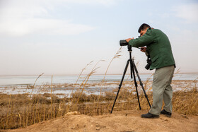 سرشماری پرندگان مهاجر در تالاب مره قم