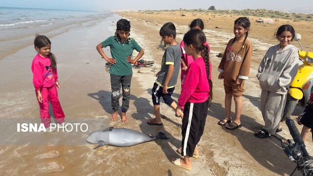 گزارشی از مرگ یک نوزاد گرازماهی در سواحل بوشهر