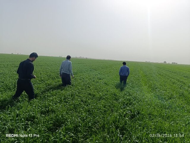 نظارت تخصصی بر مزارع تولید بذر پیش‌پایه و گندم در استان ایلام تشدید شد