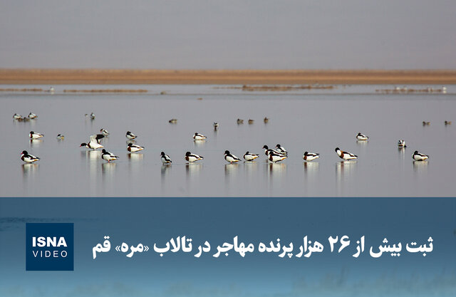 ویدیو/ ثبت بیش از ۲۶ هزار پرنده مهاجر در تالاب «مُره» قم