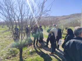 روش‌های افزایش بهره‌وری تولید در باغات بادام ایلام