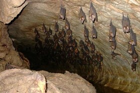 غار خفاش دهلران در رده حفاظتی یک، رده‌بندی شد