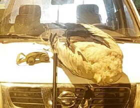 کشف لاشه درنای خاکستری در پارک ملی بختگان