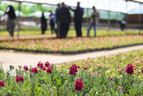 بازدید خبرنگاران از گلخانه های شهرداری با حضور شهردار کرمان