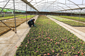 بازدید خبرنگاران از گلخانه های شهرداری با حضور شهردار کرمان