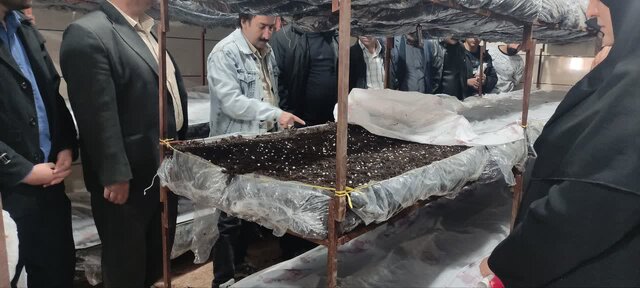 قارچ خوراکی باکیفیت و بازارپسند چگونه تولید می‌شود؟