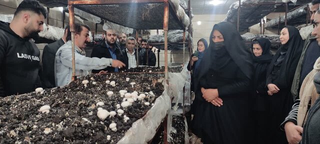 قارچ خوراکی باکیفیت و بازارپسند چگونه تولید میشود؟