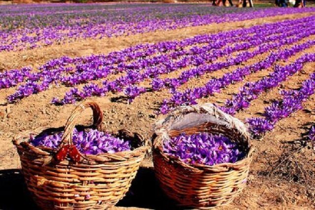 گرمایش جهانی چه بر سر مزارع زعفران می‌آورد؟