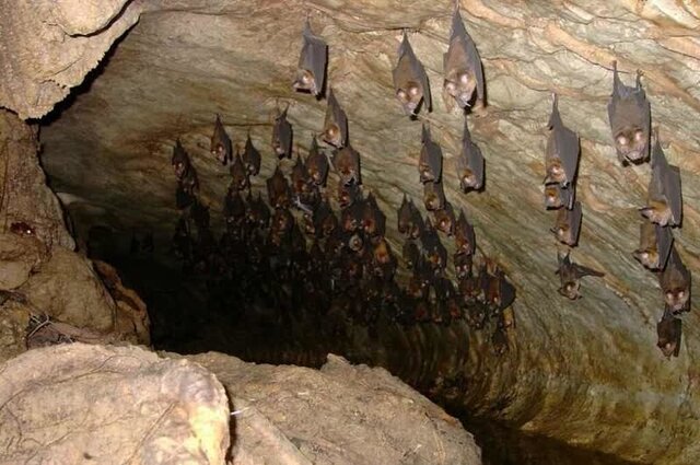 غار خفاش دهلران در رده حفاظتی یک، رده‌بندی شد