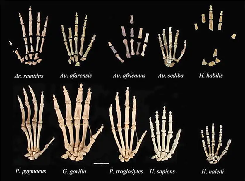 داستان ناگفته دست‌های شگفت‌انگیز ما