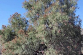 درختچه‌ای شورپسند برای بهبود کیفیت خاک مناطق بیابانی