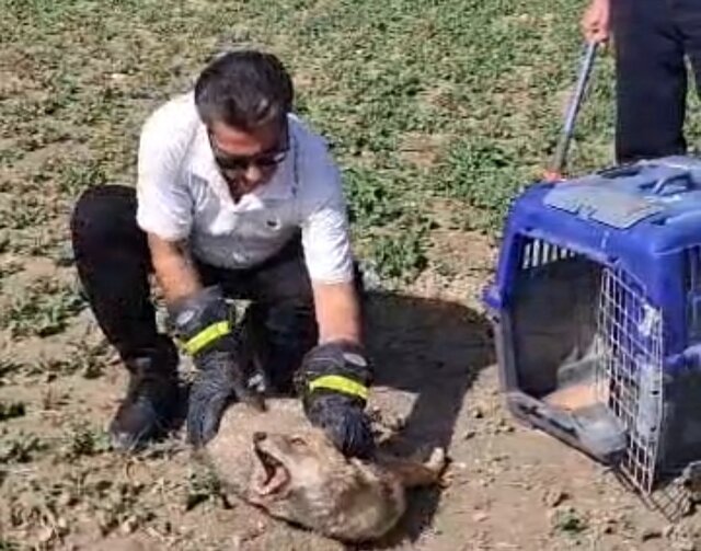 نجات فوری شغال زخمی در فیروزآباد با همت شهروندان