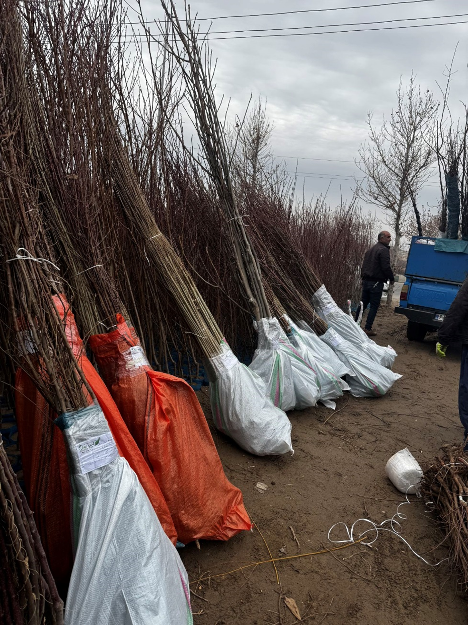 &nbsp;خرید نهال صنوبر یارانه‌ای یکساله با قیمت استثنایی ۷ هزار تومان از نهالستان غرب نهال