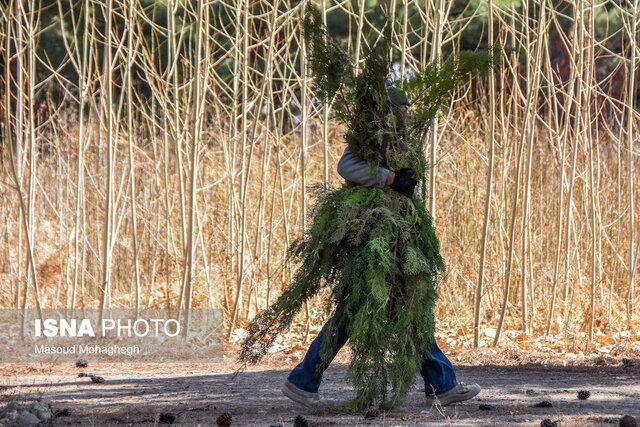 توزیع دو میلیون اصله نهال در هفته منابع طبیعی در استان سمنان