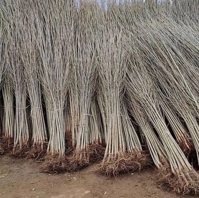  خرید نهال صنوبر یارانه‌ای یکساله با قیمت استثنایی ۷ هزار تومان از نهالستان غرب نهال