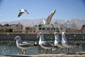 کاکایی‌ها؛ مهمانان زمستانی مردم شیراز