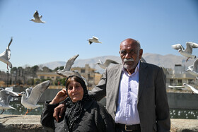کاکایی‌ها؛ مهمانان زمستانی مردم شیراز