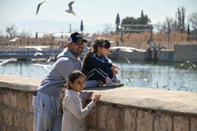 کاکایی‌ها؛ مهمانان زمستانی مردم شیراز